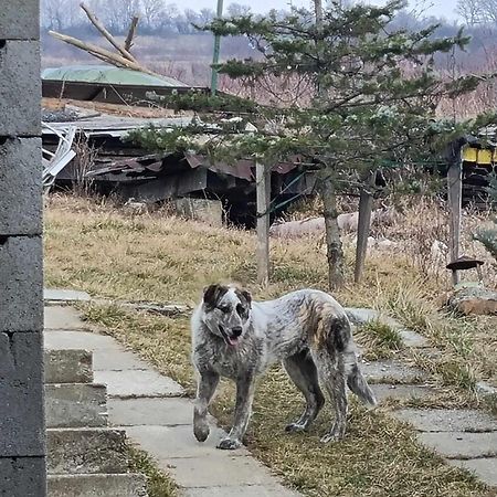 Pensiunea Agroturistica Casa Sirca Boghis Экстерьер фото